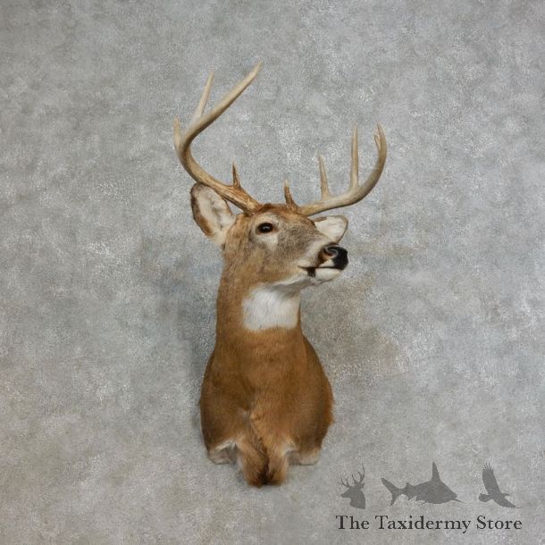 Whitetail Deer Shoulder Mount For Sale #17265 @ The Taxidermy Store