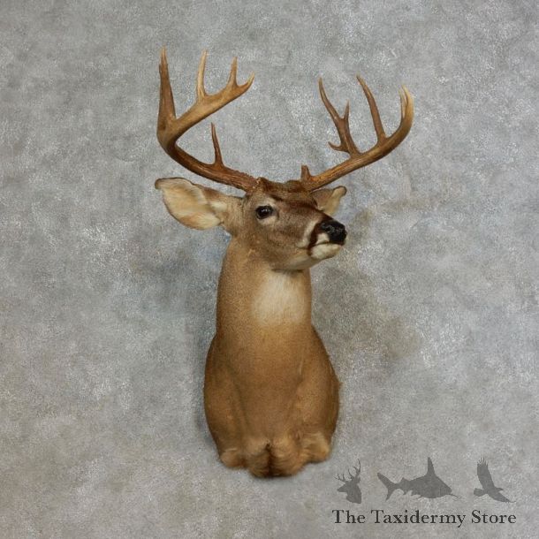 Whitetail Deer Shoulder Mount For Sale #17269 @ The Taxidermy Store