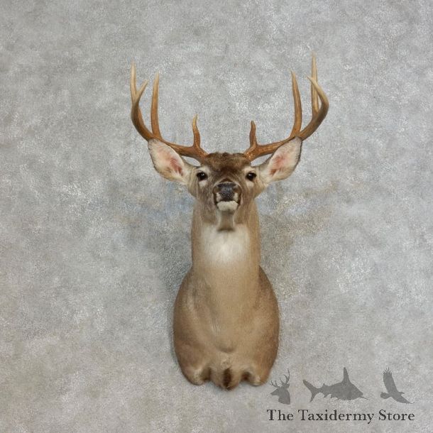 Whitetail Deer Shoulder Mount #17275 For Sale - The Taxidermy Store