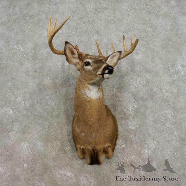 Whitetail Deer Shoulder Mount For Sale #17328 @ The Taxidermy Store
