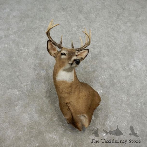 Whitetail Deer Shoulder Mount For Sale #17329 @ The Taxidermy Store