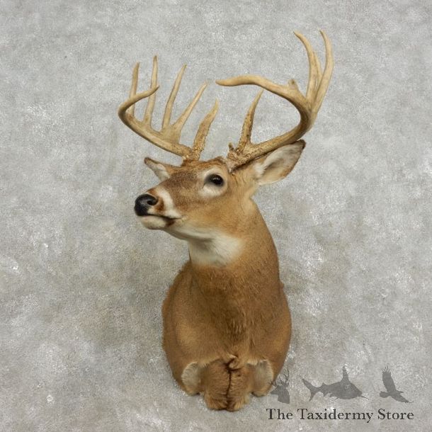 Whitetail Deer Shoulder Mount For Sale #17330 @ The Taxidermy Store