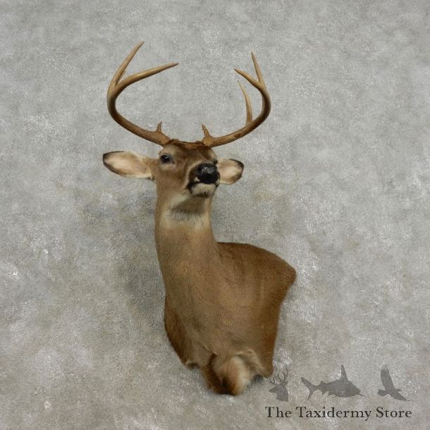 Whitetail Deer Shoulder Mount For Sale #17331 @ The Taxidermy Store