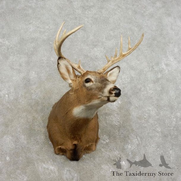 Whitetail Deer Shoulder Mount For Sale #17333 @ The Taxidermy Store