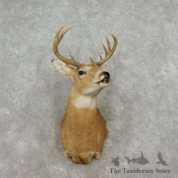 Whitetail Deer Shoulder Mount For Sale #17358 @ The Taxidermy Store