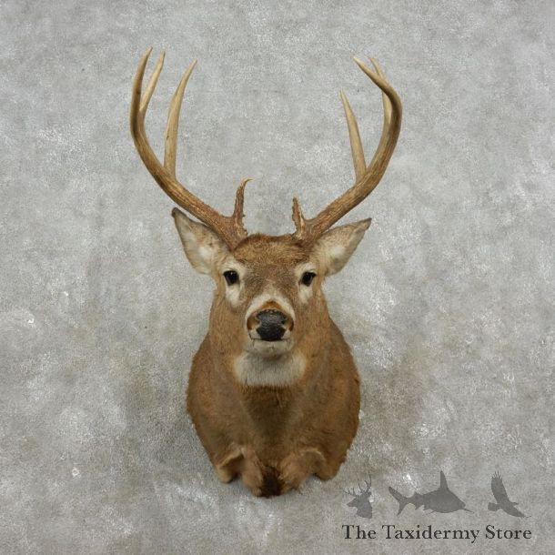 Whitetail Deer Shoulder Mount For Sale #17359 @ The Taxidermy Store