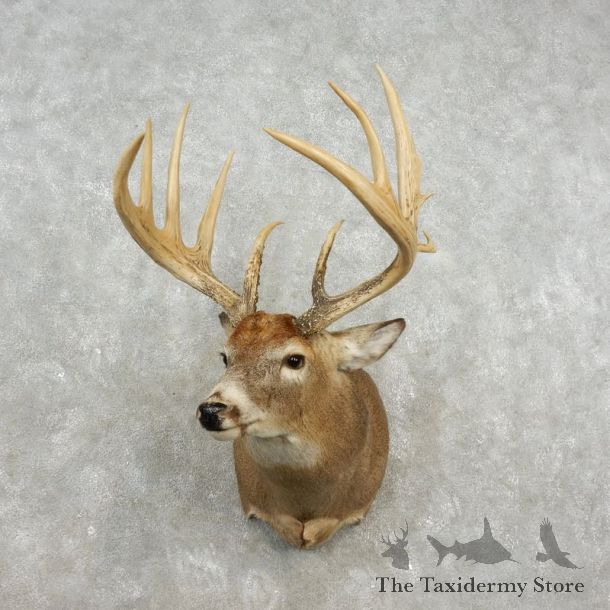 Whitetail Deer Shoulder Mount For Sale #17360 @ The Taxidermy Store