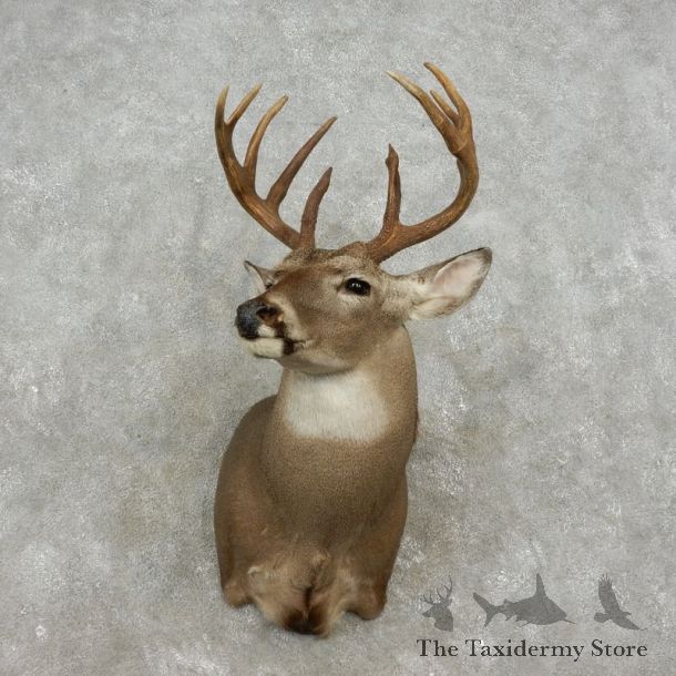 Whitetail Deer Shoulder Mount For Sale #17361 @ The Taxidermy Store
