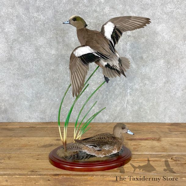 Wigeon Duck Bird Mount For Sale #24459 @ The Taxidermy Store