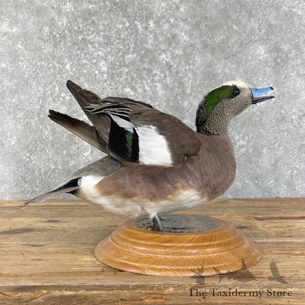 Wigeon Duck Bird Mount For Sale #26190 @ The Taxidermy Store