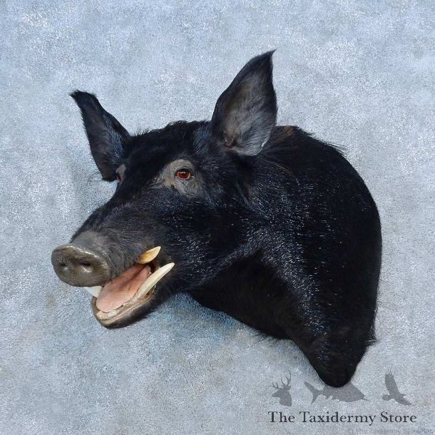 Black Boar Shoulder Mount For Sale #15536 @ The Taxidermy Store