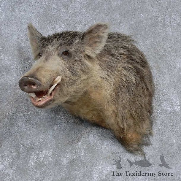 Wild Boar Shoulder Mount For Sale #15667 @ The Taxidermy Store
