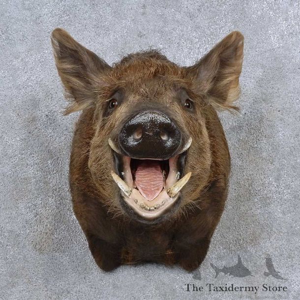 Wild Boar Shoulder Mount For Sale #15688 @ The Taxidermy Store