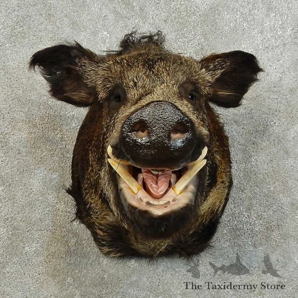 Wild Boar Shoulder Mount For Sale #16015 @ The Taxidermy Store