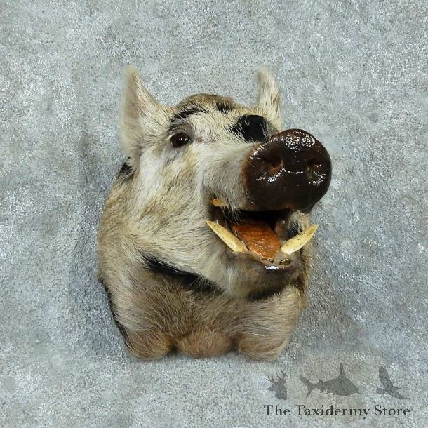 Feral Boar Shoulder Mount For Sale #16178 @ The Taxidermy Store