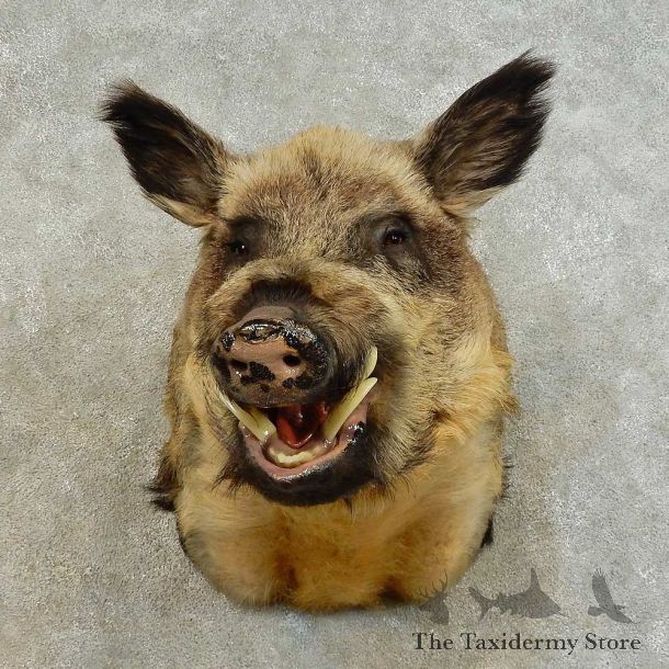 Wild Boar Shoulder Mount For Sale #16480 @ The Taxidermy Store