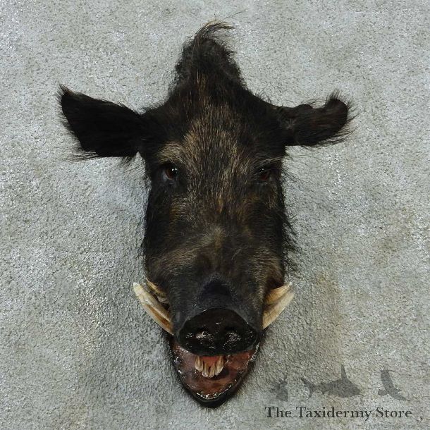 Wild Black Boar Shoulder Mount #13590 For Sale @ The Taxidermy Store