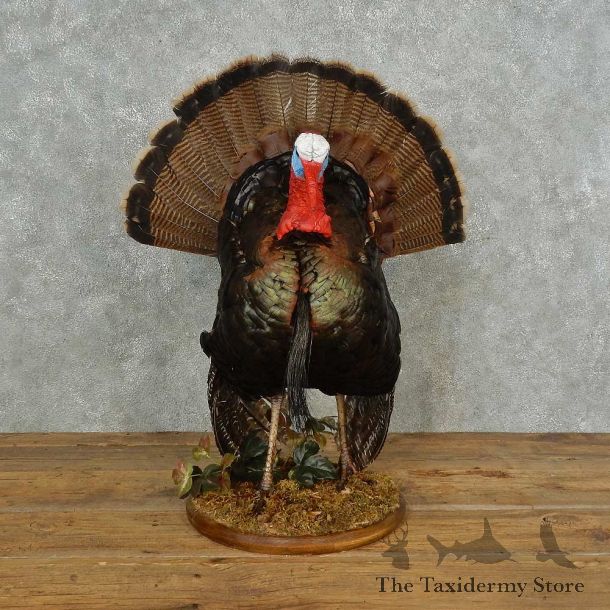 Wild Turkey Bird Mount For Sale #16694 @ The Taxidermy Store