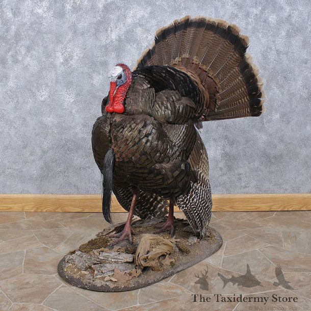 Wild Turkey Strutting Life Size Taxidermy Mount #12459 For Sale @ The Taxidermy Store