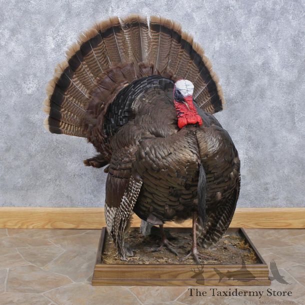 Wild Turkey Strutting Life Size Taxidermy Mount #12460 For Sale @ The Taxidermy Store