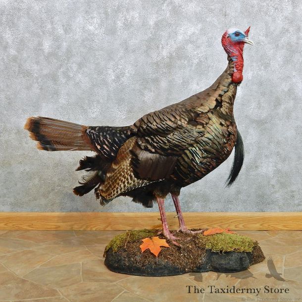 Eastern Wild Turkey Standing Life Size Taxidermy Mount #12461 For Sale @ The Taxidermy Store