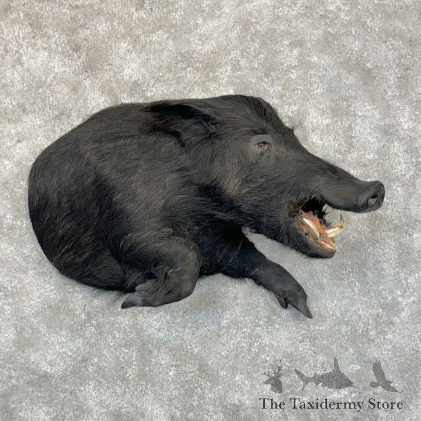 Wild Boar 1/2 Life-Size Mount For Sale #29066 @ The Taxidermy Store