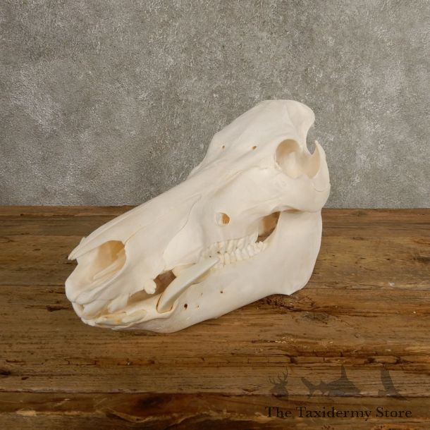 Wild Boar Full Skull Mount #20506 For Sale @ The Taxidermy Store
