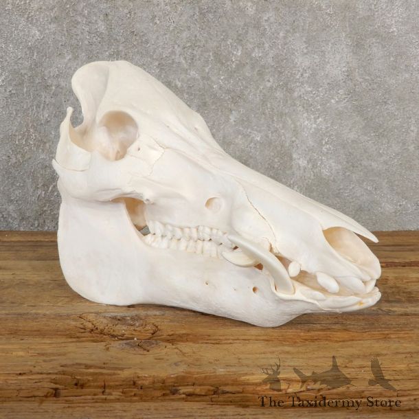 Wild Boar Full Skull Mount #20635 For Sale @ The Taxidermy Store