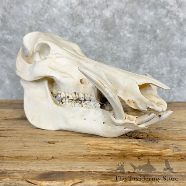Wild Boar Full Skull Mount #20636 For Sale @ The Taxidermy Store