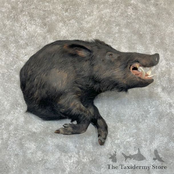 Wild Boar Half Life-Size Mount For Sale #29155 @ The Taxidermy Store