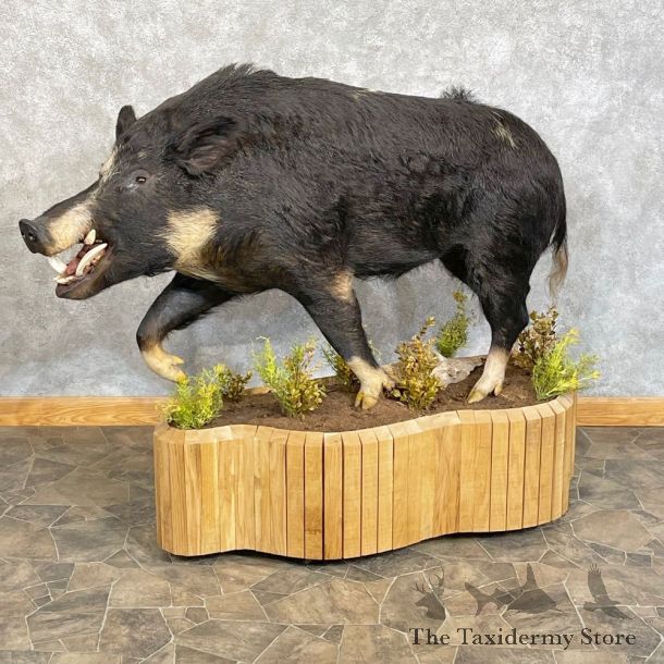 Wild Boar Life-Size Mount For Sale #24754 @ The Taxidermy Store