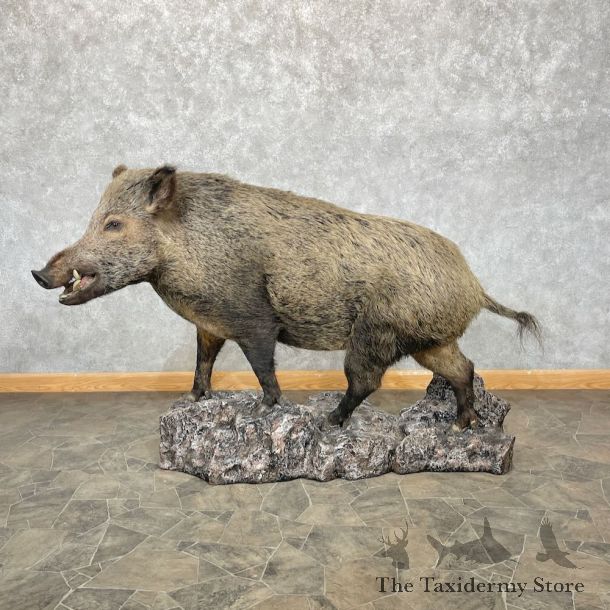 Wild Boar Life-Size Mount For Sale #28762 @ The Taxidermy Store