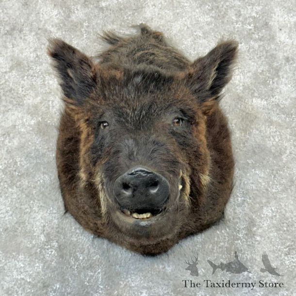 Wild Boar Shoulder Mount For Sale #29033 @ The Taxidermy Store