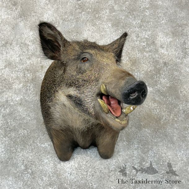 Wild Boar Shoulder Mount For Sale #27091 @ The Taxidermy Store