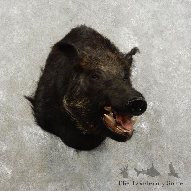 Wild Boar Shoulder Mount For Sale #17345 @ The Taxidermy Store