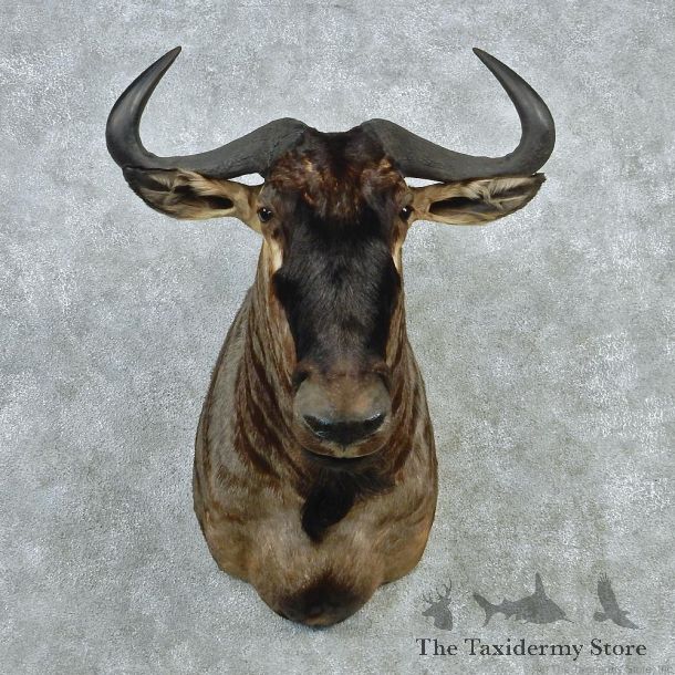 Wildebeest Taxidermy Mount M1 #12804 For Sale @ The Taxidermy Store
