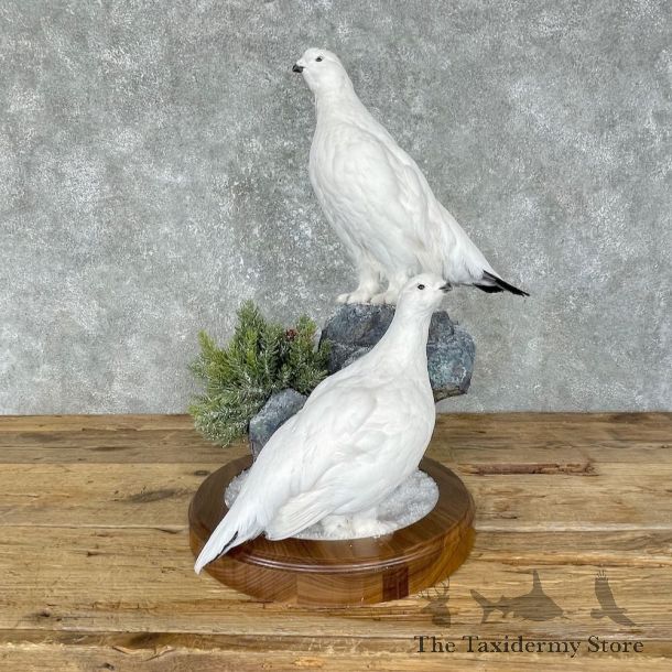 Ptarmigan Mount For Sale #25655 @ The Taxidermy Store