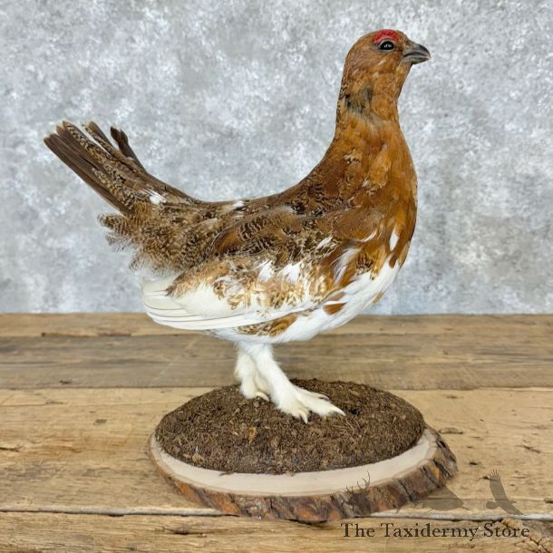Ptarmigan Mount For Sale #26348 @ The Taxidermy Store