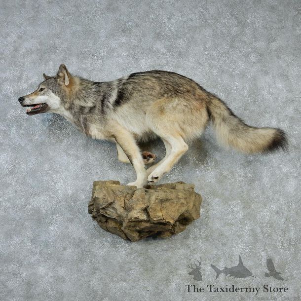 Running Grey Wolf Life-Size Taxidermy Mount #12866 For Sale @ The Taxidermy Store