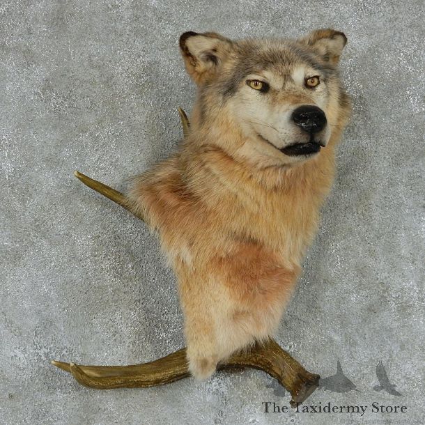 Gray Wolf w/ Antler Taxidermy Mount #13130 For Sale @ The Taxidermy Store