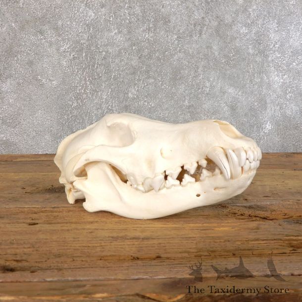 Wolf European Full Skull For Sale #18552 @ The Taxidermy Store