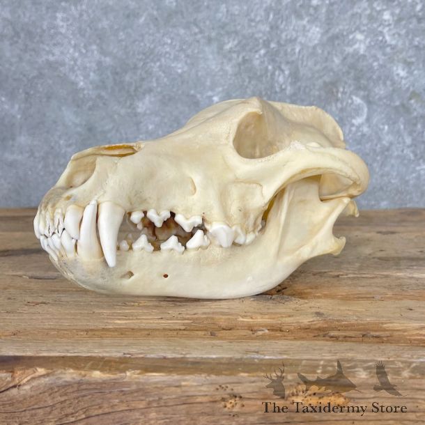 Wolf Skull For Sale #25390 @ The Taxidermy Store