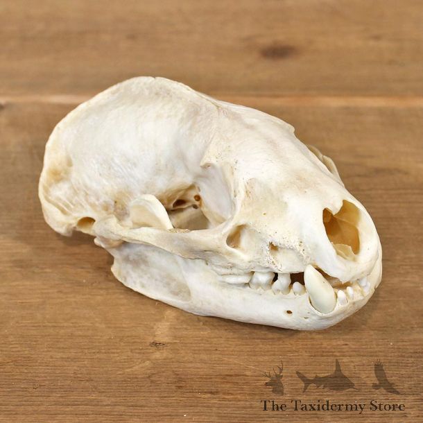 Badger Taxidermy Full Skull Mount #12139 For Sale @ The Taxidermy Store