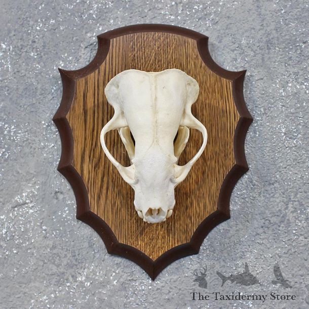 Badger Taxidermy Wall Hanging Full Skull Mount #12140 For Sale @ The Taxidermy Store