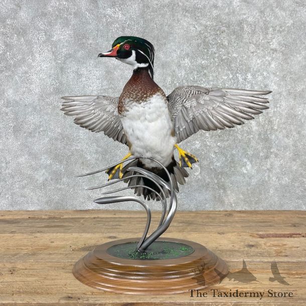 Wood Duck Taxidermy Bird Mount For Sale #25999 @ The Taxidermy Store