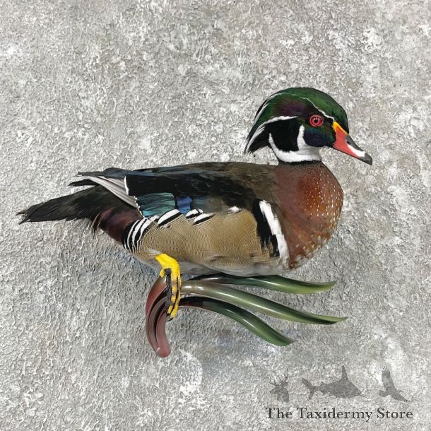 Wood Duck Taxidermy Bird Mount For Sale #26062 @ The Taxidermy Store