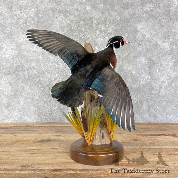 Wood Duck Taxidermy Bird Mount For Sale #26194 @ The Taxidermy Store