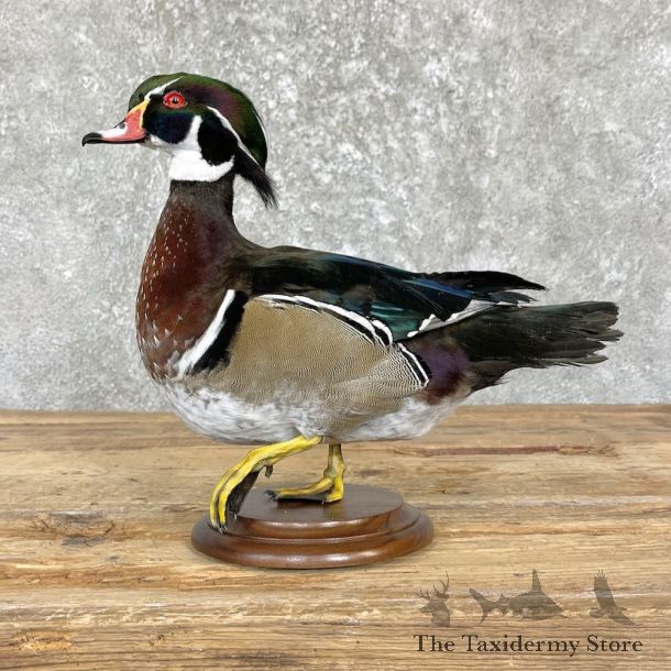 Wood Duck Bird Mount For Sale #26452 - The Taxidermy Store