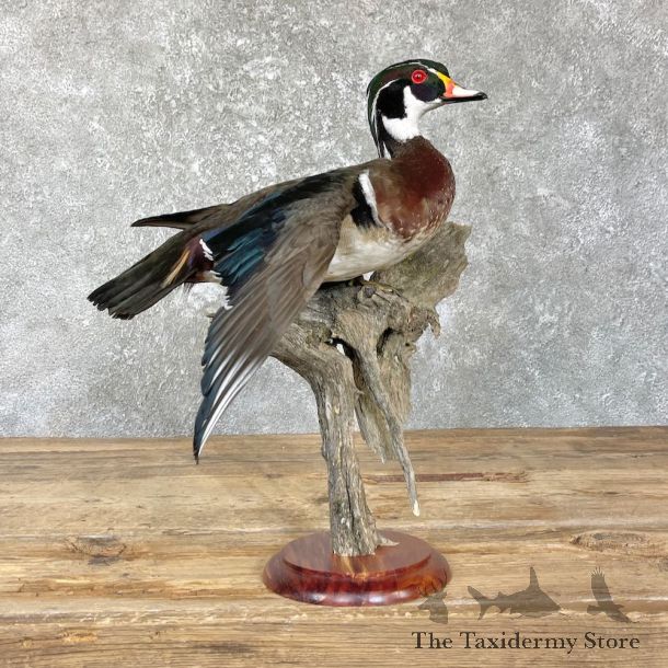 Wood Duck Bird Mount For Sale #26453 - The Taxidermy Store