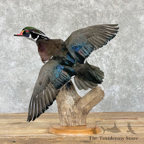 Wood Duck Bird Mount For Sale #26457 - The Taxidermy Store